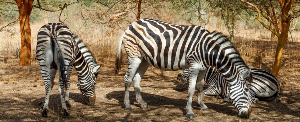 safari senegal